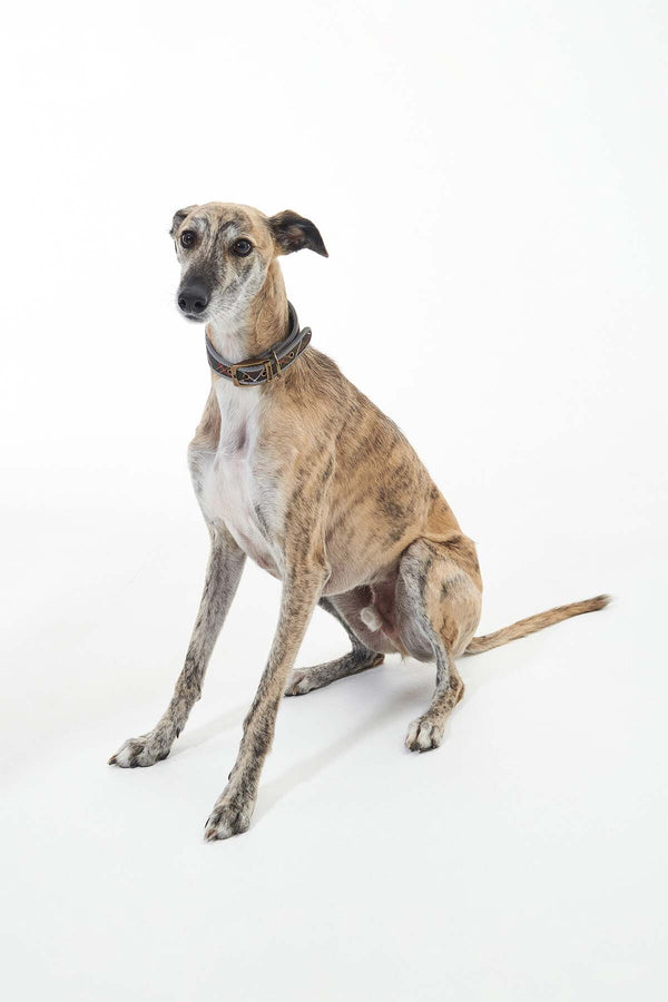 Comfort Lurcher Collar